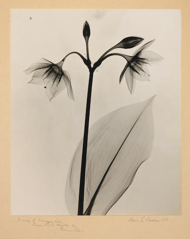 Bonhams : Dr. Dain L. Tasker (American, 1872-1964); X-Ray of Amazon Lily;