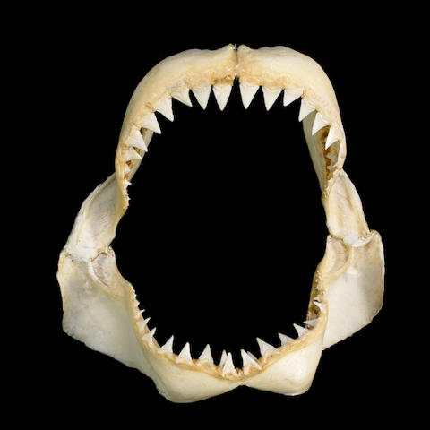 Bonhams : Great White Shark Jaw