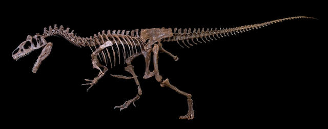 Bonhams : Big Al II Allosaurus Skeleton – Research Quality Cast Replica