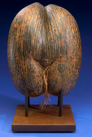 Bonhams : Rare Sea Coconut-- Coco de Mer-The World's Largest Seed Variety