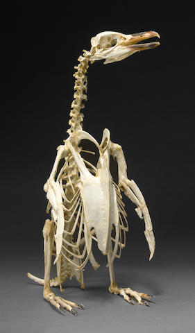 Bonhams : Penguin Skeleton