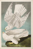 Thumbnail of AUDUBON, JOHN JAMES. 1785-1851. The Birds of America, from Original Drawings by John James Audubon.... New York Roe Lockwood & Son, 1858-1860. image 3