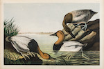 Thumbnail of AUDUBON, JOHN JAMES. 1785-1851. The Birds of America, from Original Drawings by John James Audubon.... New York Roe Lockwood & Son, 1858-1860. image 12