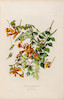 Thumbnail of AUDUBON, JOHN JAMES. 1785-1851. The Birds of America, from Original Drawings by John James Audubon.... New York Roe Lockwood & Son, 1858-1860. image 10