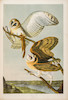 Thumbnail of AUDUBON, JOHN JAMES. 1785-1851. The Birds of America, from Original Drawings by John James Audubon.... New York Roe Lockwood & Son, 1858-1860. image 6