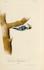 Thumbnail of AUDUBON, JOHN JAMES. 1785-1851. The Birds of America, from Drawings Made in the United States and Their Territories.  New York & Philadelphia J.J. Audubon & J.B. Chevalier, 1840-1844. image 4