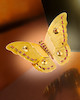 Thumbnail of An 18k gold and ruby butterfly brooch,  Van Cleef & Arpels, French, image 1