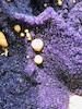 Thumbnail of One of The Largest Amethyst Geodes in the World image 37