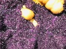 Thumbnail of One of The Largest Amethyst Geodes in the World image 33