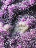 Thumbnail of One of The Largest Amethyst Geodes in the World image 28