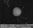Thumbnail of A unique opportunity to own a NASA-verified piece of the Apollo-11 contingency sample. 5 Scanning Electron Microscope (SEM) aluminum sample stubs, each topped with approximately 10 mm diameter carbon tape containing Apollo Moon dust, image 7