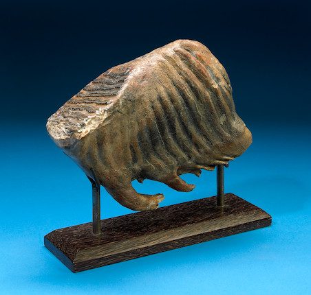 Bonhams : Woolly Mammoth Tooth