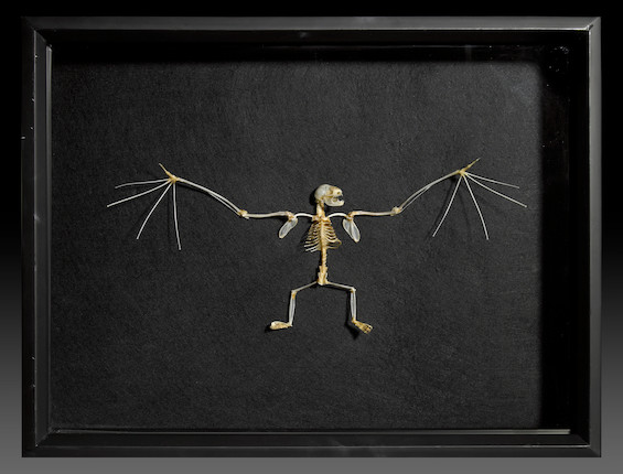 Bonhams : Vampire Bat Skeleton