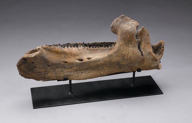 Bonhams : Enormous Triceratops Jaw with Teeth