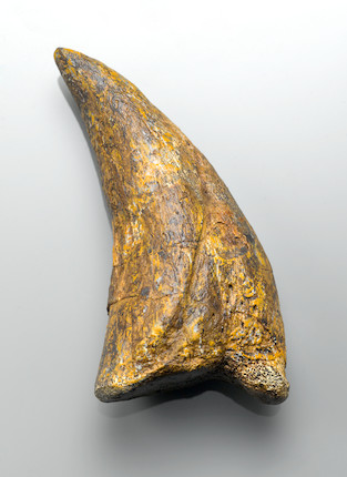 Bonhams : Tyrannosaurus rex Hallux Claw - A Recent Find