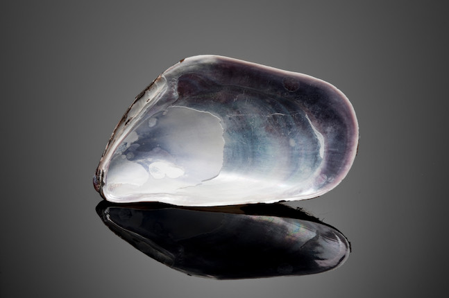 Bonhams : Two Rare Natural Nacreous Purple Pearls and Shell