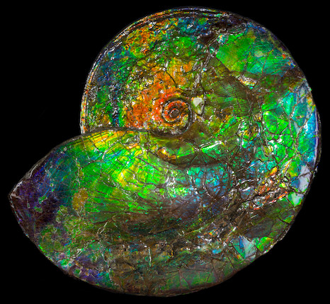 Bonhams : Astonishing Iridescent Ammonite with Rare Blue Coloration