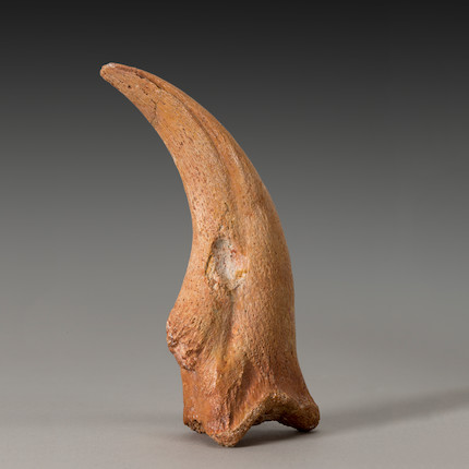 Bonhams : Spinosaurus Claw--A Beautiful Dinosaur Claw