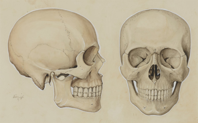 A GOUACHE AND PENCIL ON PAPER STUDY OF A SKULL 19th centurysigned indistinctly lower left9 1/2 x 15in (24.1 x 38.1cm) image 1