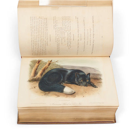 Audubon, John James (1785-1851) and the Rev. John Bachman (1790-1874) The Quadrupeds of North America, New York V.G. Audubon, 1849, 1851, 1854. image 3