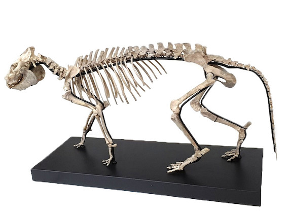 Bonhams : Extremely Rare Mounted Oreodont Skeleton