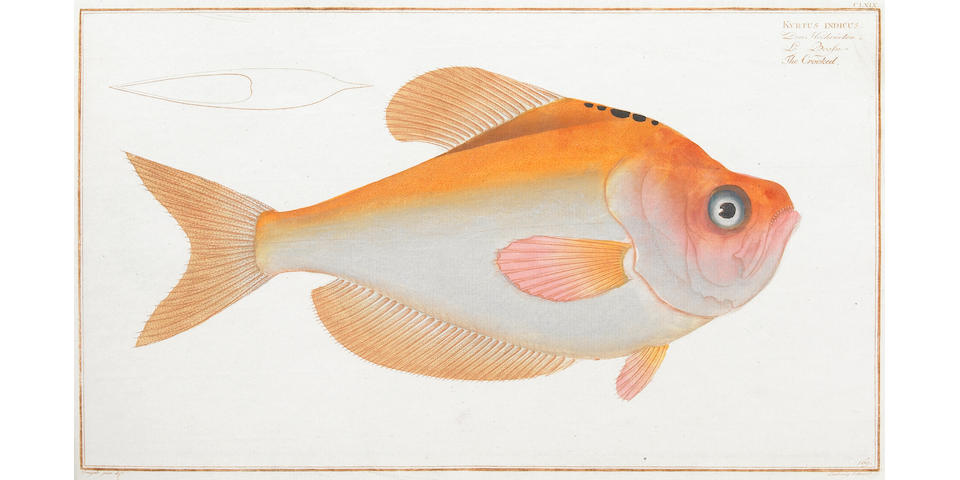 BLOCH, MARCUS ELIESER.  1723-1799.
