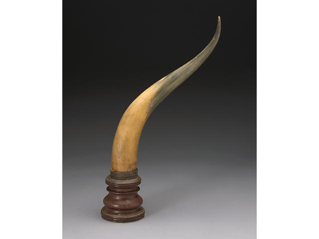 A large decorative horn trophy