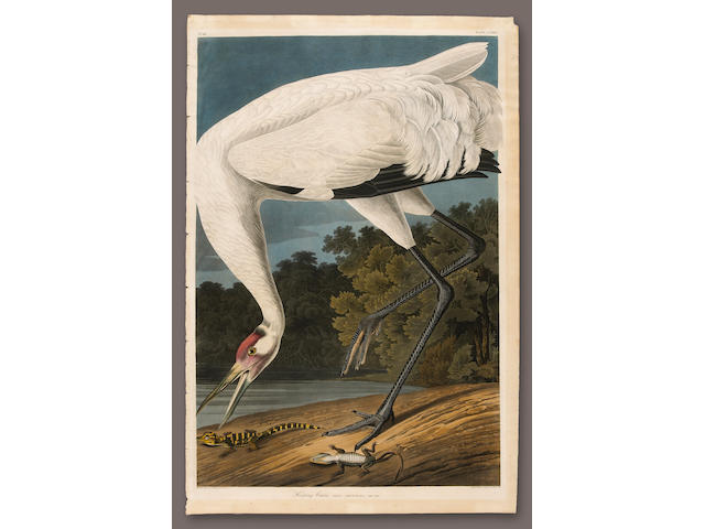 After John James Audubon (American, 1785-1851); Hooping Crane. Grus Americana. Adult Male (Pl. CCXXVI);