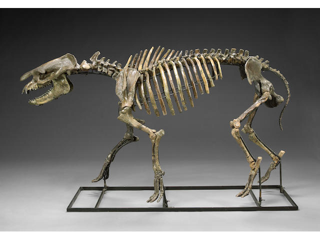 Bonhams : Natural History featuring the Tyrannosaurus rex 'Samson' at ...