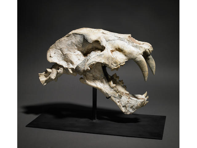 Bonhams : Natural History