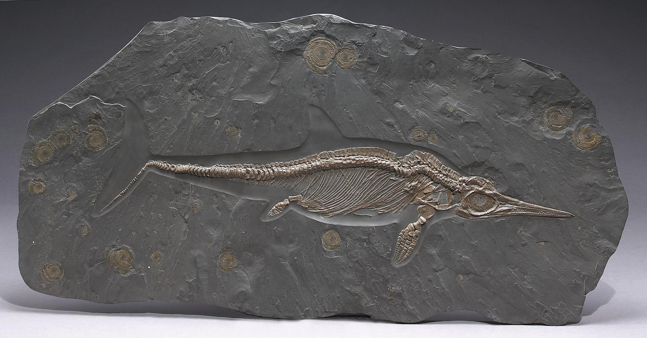 Jurassic Marine Reptile Ichthyosaurus - auctions & price archive