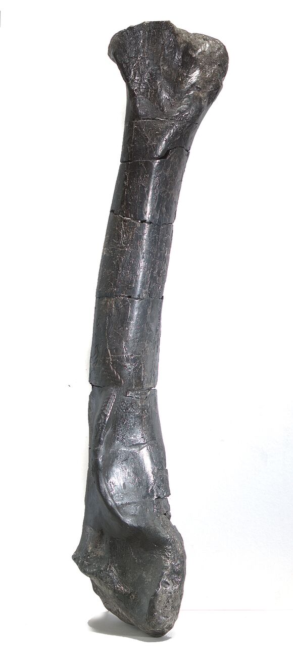 Bonhams : Juvenile Allosaurus Tibia