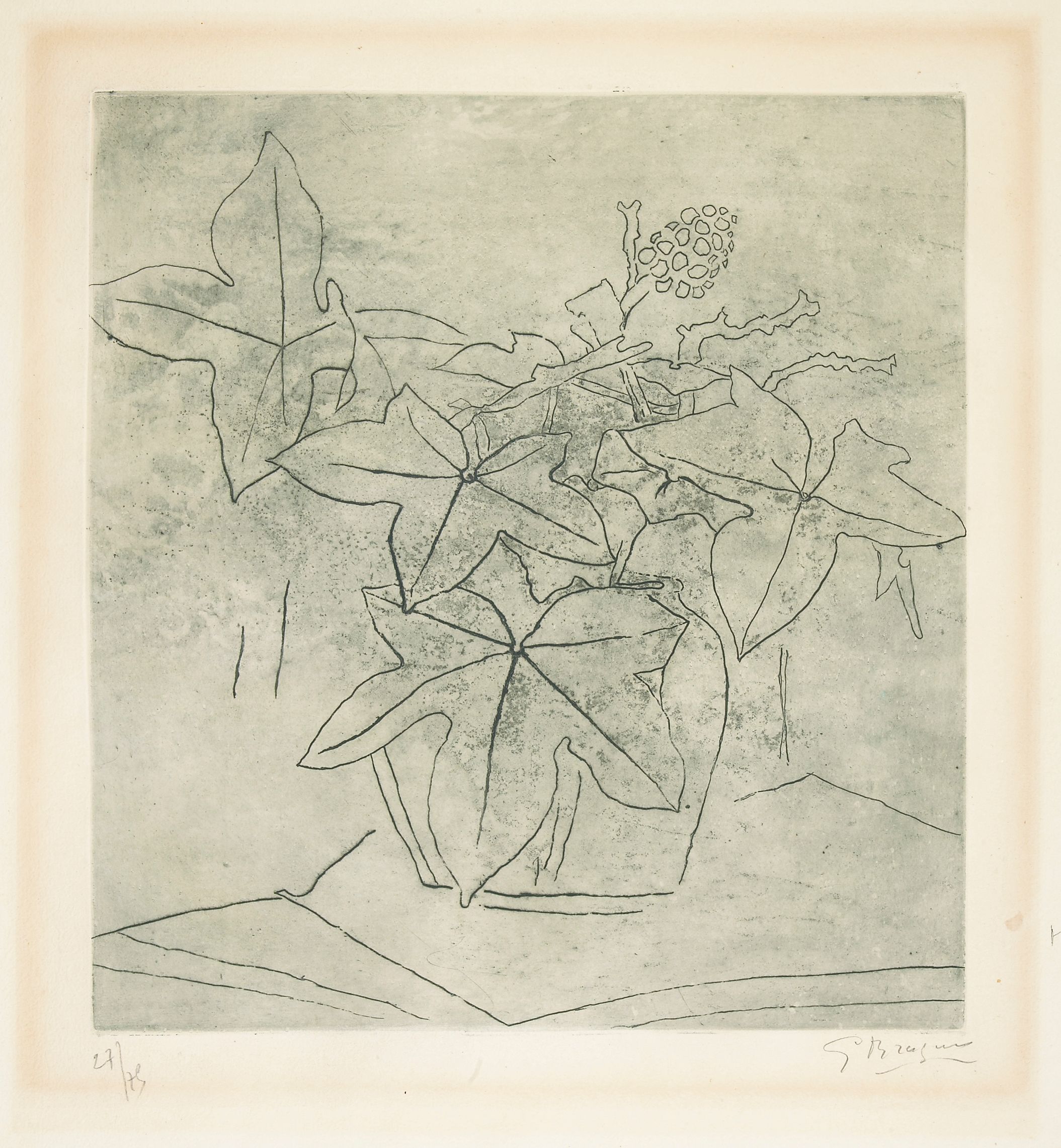 Le Lierre (Ivy)