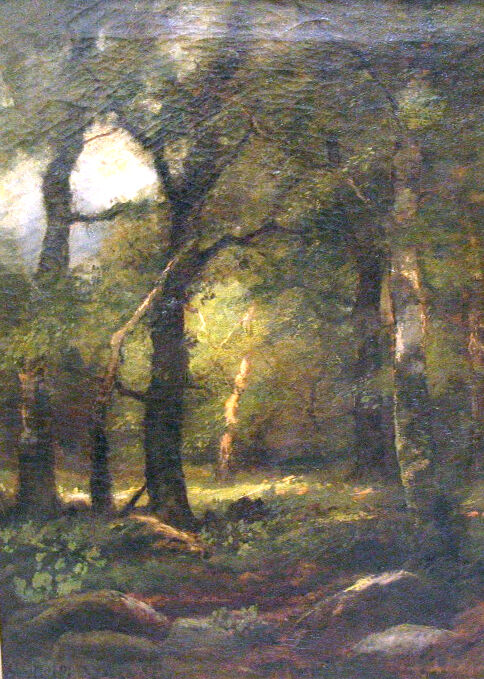 A Forest Interior