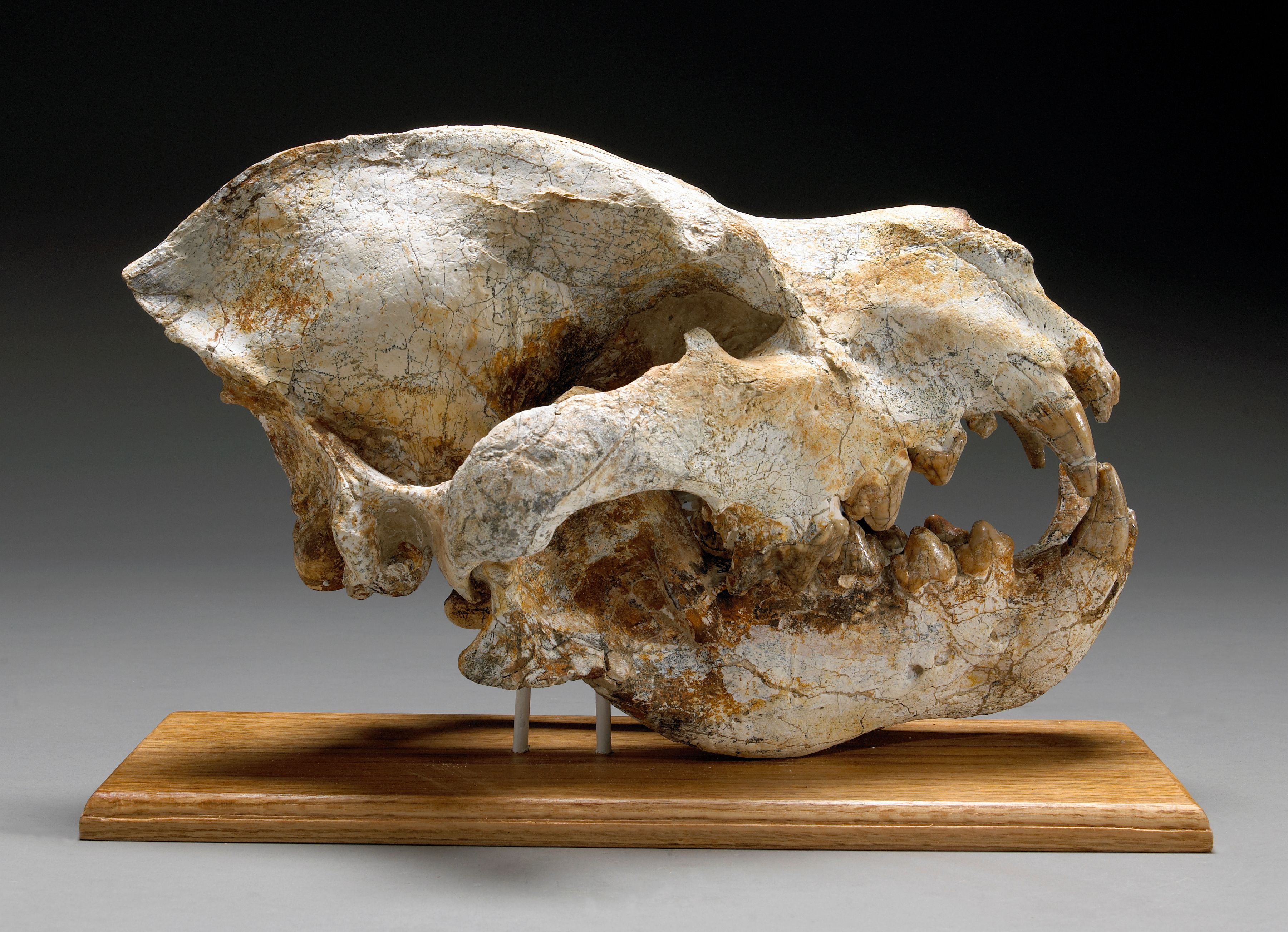 Giant Hyaena Skull