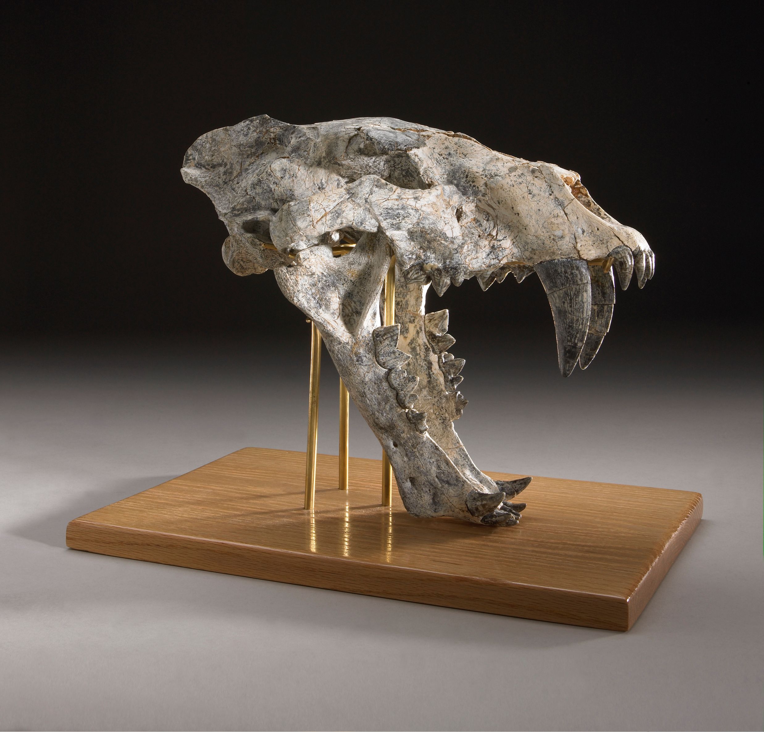 Scimitar Cat Skull