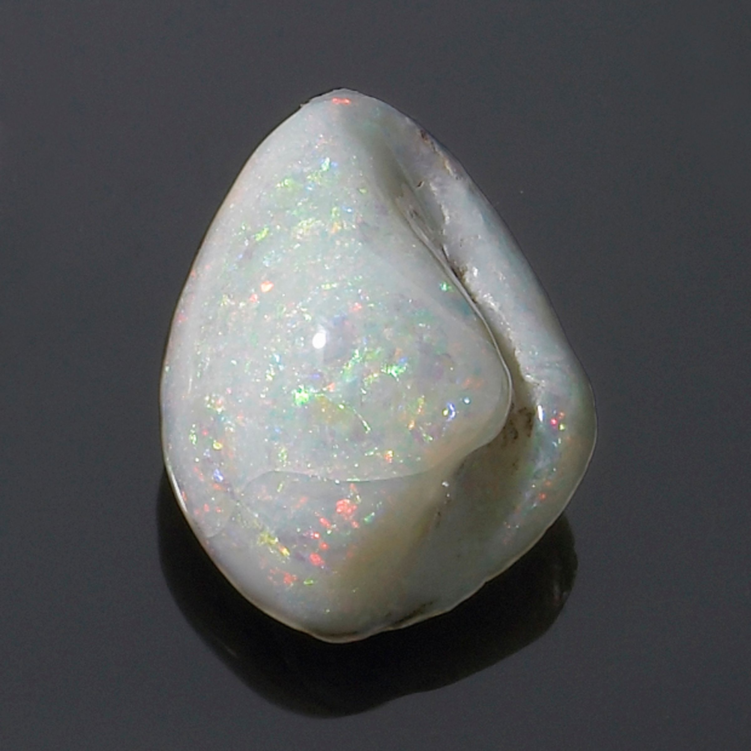 Opalized Clam Shell auctions & price archive
