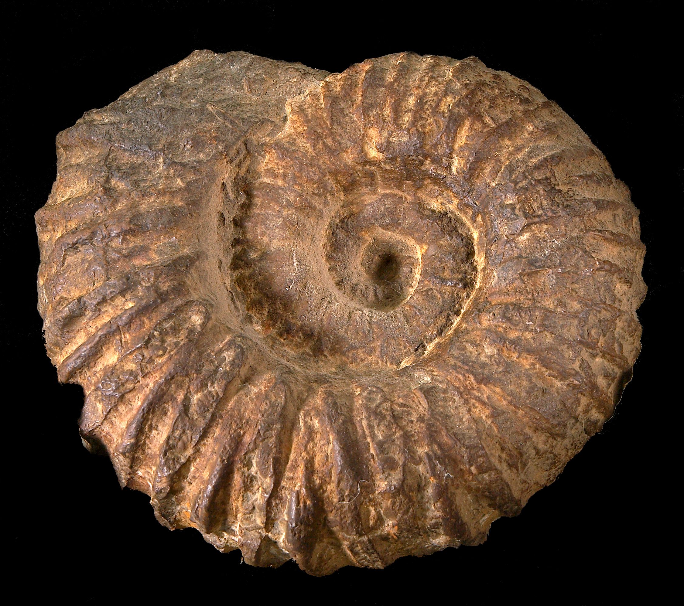 Large Ammonite