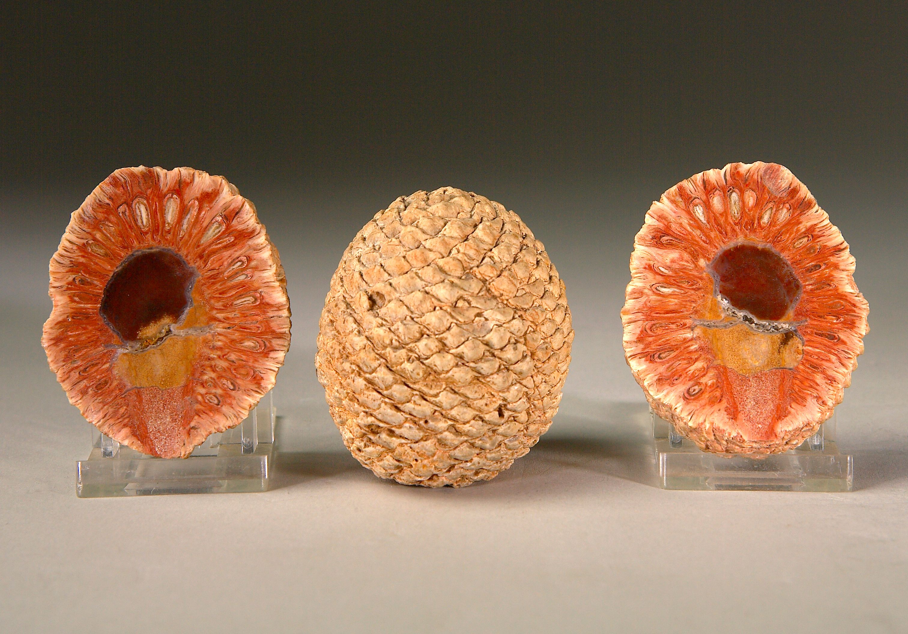 Pine Cone Halves with Complete Cone