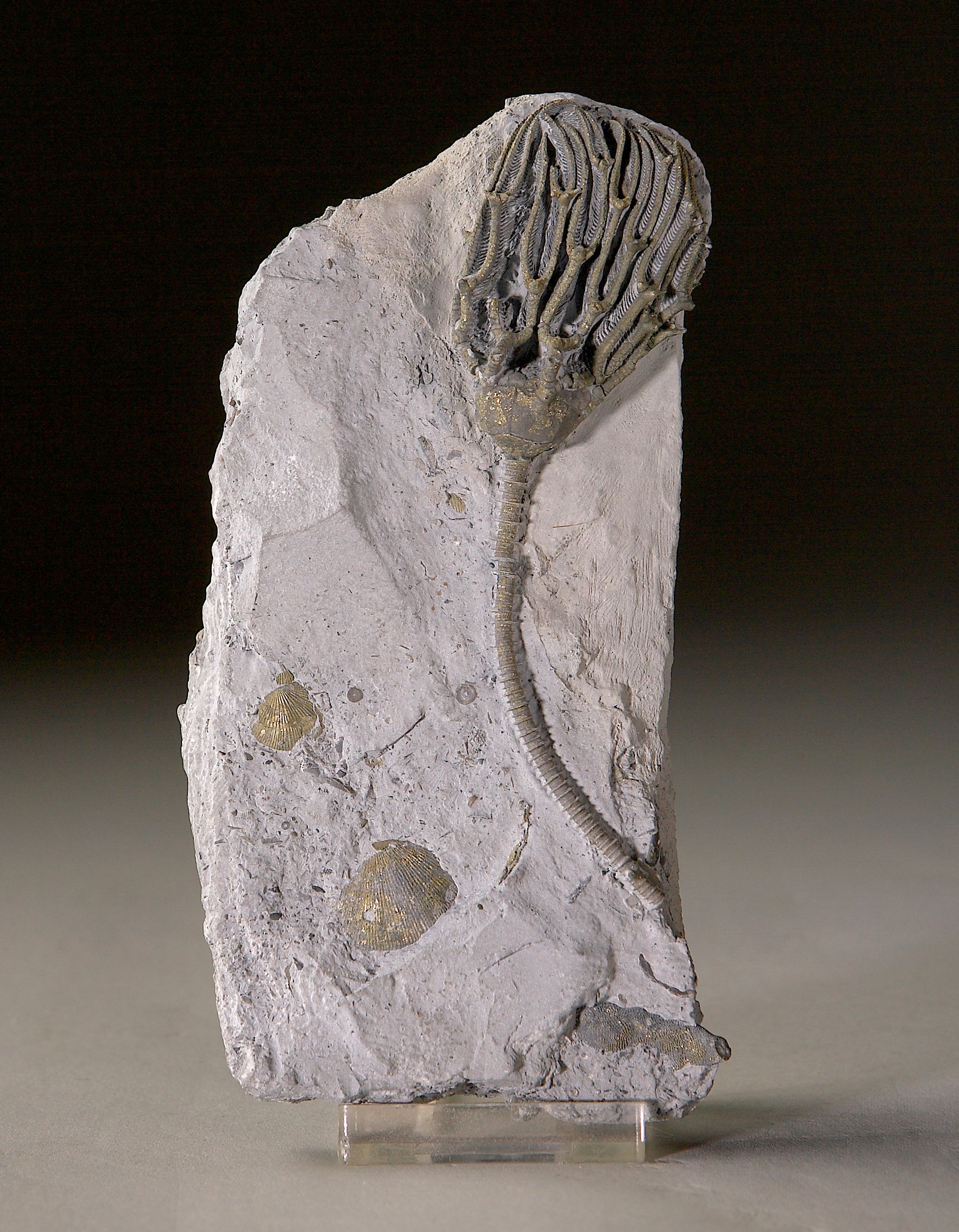 Pyritized Crinoid