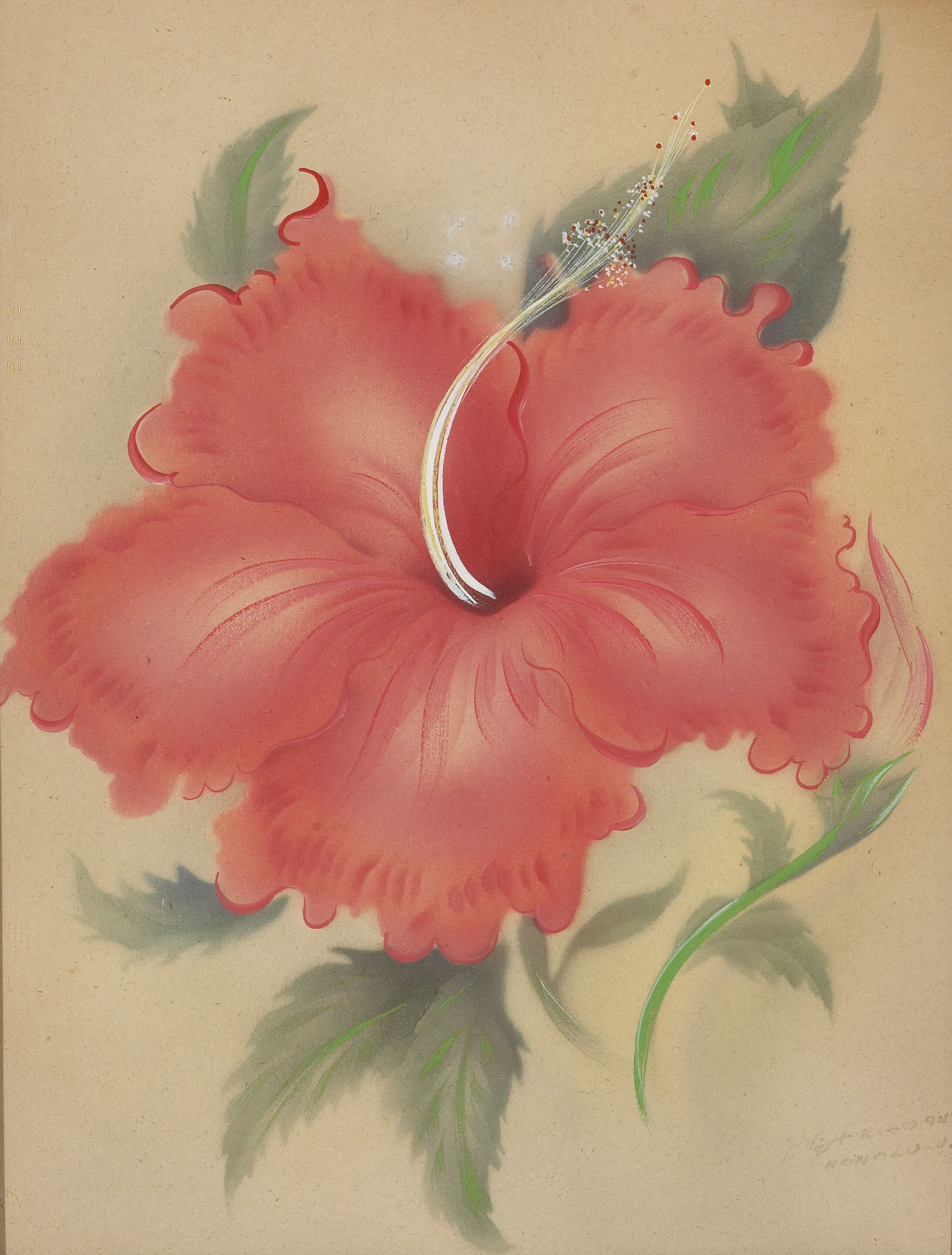 Hibiscus