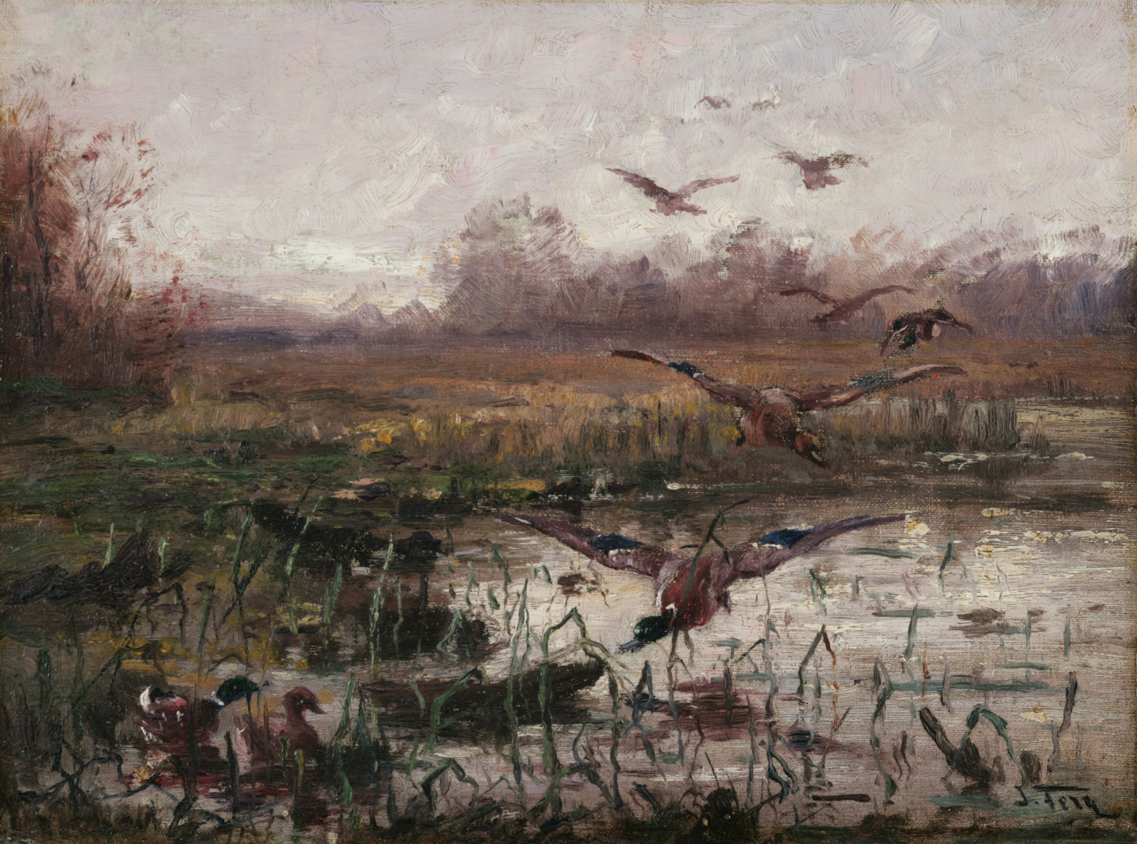 Mallards