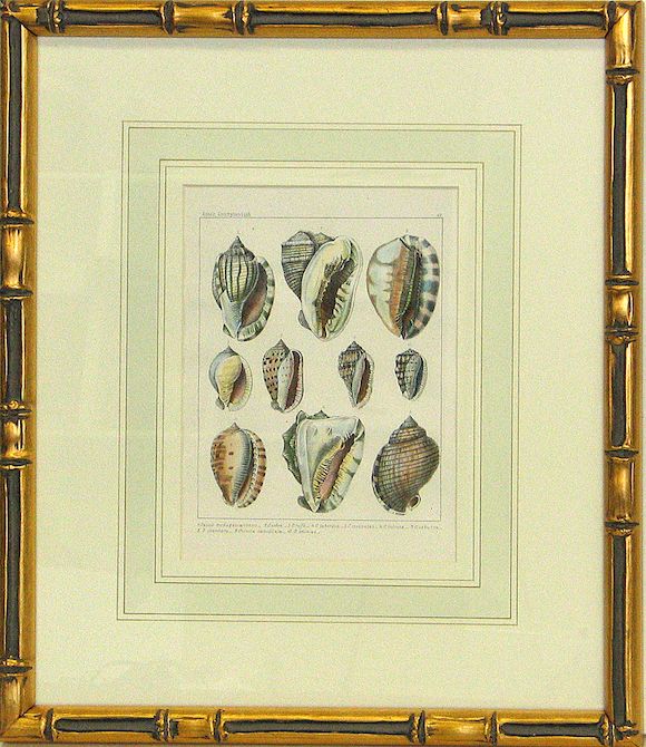 Bonhams : Eleven framed German prints of shells