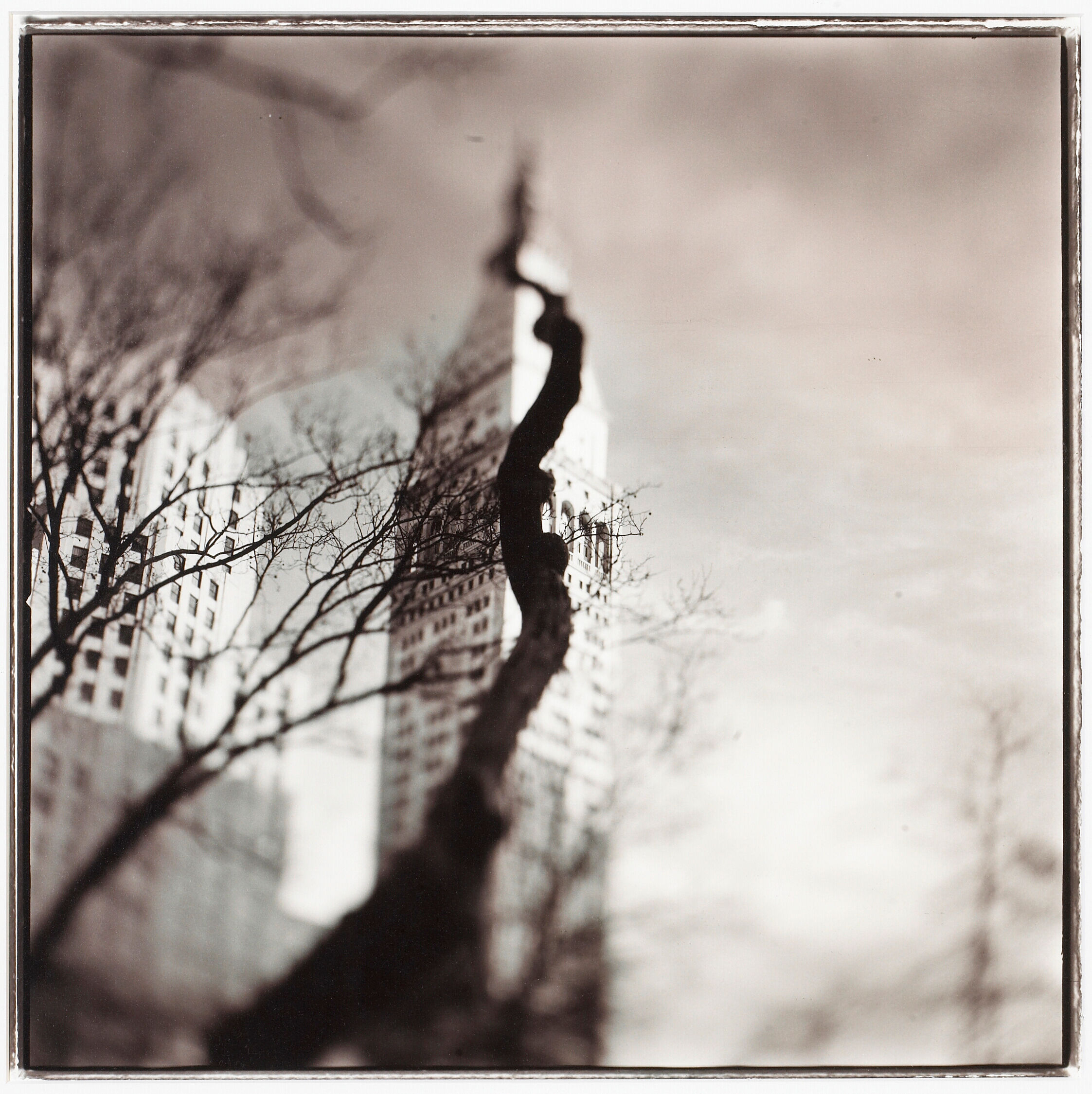 Squirrel Tree, N.Y.