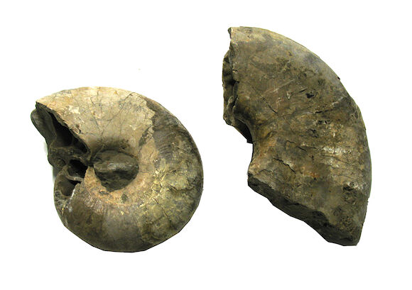 Bonhams : Group of Two Fossilized Shells