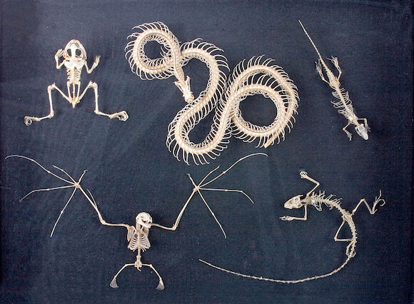 Bonhams : Collection of Five Animal Skeletons