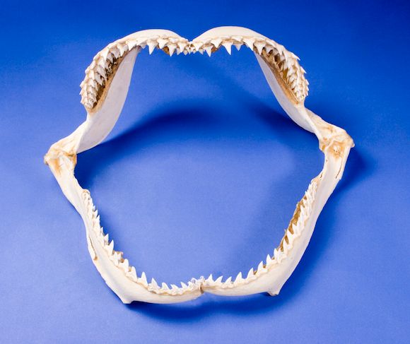 Bonhams : Great Hammerhead Shark Jaw
