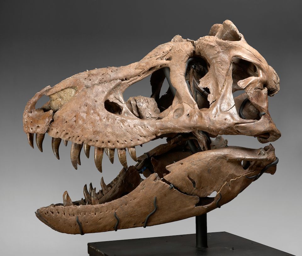 Bonhams The T. rex known as Samson One of the Most Complete