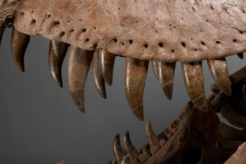 Bonhams : The T. rex known as Samson - One of the Most Complete ...