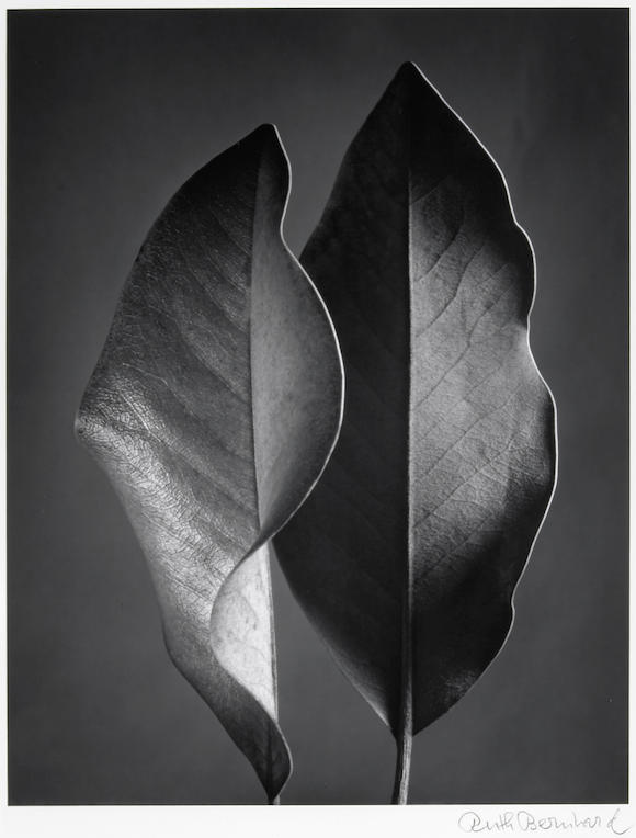 Bonhams : Ruth Bernhard (American, 1905-2006); Two Leaves;